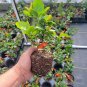 LIVE PLANT FROM US - Chojuraku Orange Flowering Quince 4" tall