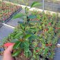 LIVE PLANT FROM US -  Superb Fusion Red Flowering Quince  4" tall