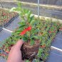 LIVE PLANT FROM US -  Superb Fusion Red Flowering Quince  4" tall