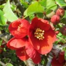 LIVE PLANT FROM US -  Superb Fusion Red Flowering Quince  4" tall
