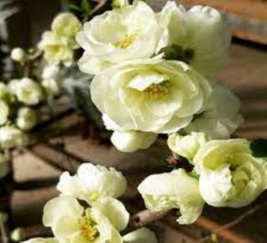 LIVE PLANT FROM US -  O Yashima Double White Flowering Quince 4" tall