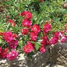 LIVE PLANT FROM US -  Red Drift Groundcover Rose 4" tall + Pot