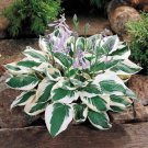 LIVE PLANT FROM US -  Patriot Variegated Hosta 4" tall