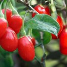 LIVE PLANT FROM US -  Dynamite Goji Berry ( lycium ) 4" tall