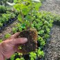 LIVE PLANT FROM US - Tilt A Swirlâ„¢ Mophead Hydrangea 4" tall