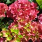 LIVE PLANT FROM US - Tilt A Swirlâ„¢ Mophead Hydrangea 4" tall