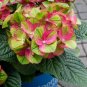 LIVE PLANT FROM US -  Tilt A Swirl™ Mophead Hydrangea  4" tall