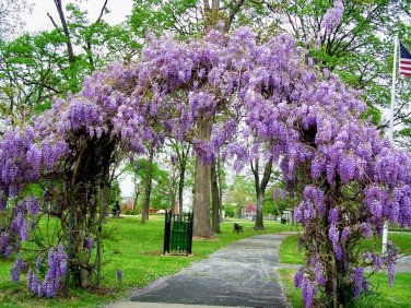 LIVE PLANT FROM US -  Amethyst Falls Wisteria Vine 4" tall