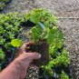 LIVE PLANT FROM US -  Climbing Hydrangea Anomala ( petiolaris ) 4" tall