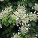 LIVE PLANT FROM US -  Climbing Hydrangea Anomala ( petiolaris ) 4" tall