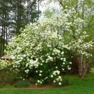 LIVE PLANT FROM US -  Eastern Snowball bush ( viburnum ) 4" tall