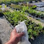 LIVE PLANT FROM US - Blue Moon Wisteria Vine 4" tall