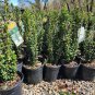 LIVE PLANT FROM US - Sky Pencil Japanese Holly Tree 4" tall