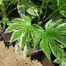 LIVE PLANT FROM US -  Spiders Web Fatsia Japonica ( aralia ) with Pot
