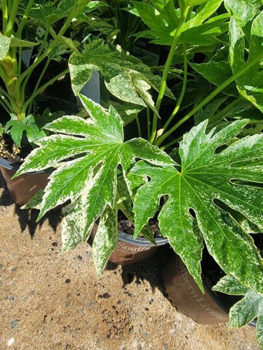 LIVE PLANT FROM US -  Spiders Web Fatsia Japonica ( aralia ) with Pot