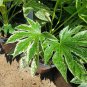 LIVE PLANT FROM US -  Spiders Web Fatsia Japonica ( aralia ) with Pot