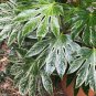 LIVE PLANT FROM US -  Spiders Web Fatsia Japonica ( aralia ) with Pot