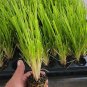 LIVE PLANT FROM US -  Pink Pampas Grass - Starter plant