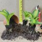 LIVE PLANT FROM US -  June Variegated Hosta - Starter plant