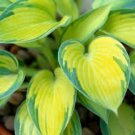 LIVE PLANT FROM US -  June Variegated Hosta - Starter plant