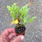 LIVE PLANT FROM US - Green Sargent Spreading Juniper - Starter plant