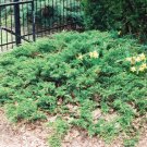 LIVE PLANT FROM US -  Green Sargent Spreading Juniper - Starter plant