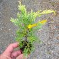 LIVE PLANT FROM US -  Gold Lace Spreading Juniper - Starter plant