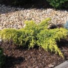 LIVE PLANT FROM US -  Gold Lace Spreading Juniper - Starter plant