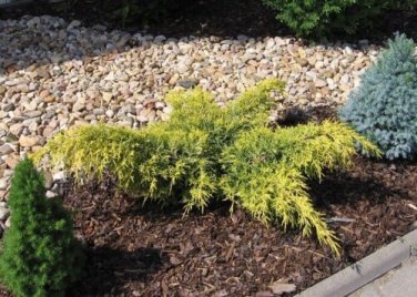 LIVE PLANT FROM US -  Gold Lace Spreading Juniper - Starter plant