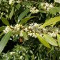 Live plant from US - Fudingzhu Fragrant Tea Olive - pure white flowers