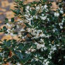 Live plant from US - Fragrant Princess Dwarf Tea Olive - starter plant