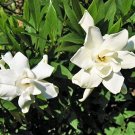 Live plant from US - Frost Proof Gardenia - Starter Plant ( LG )