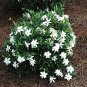 Live plant from US - Frost Proof Gardenia - Starter Plant ( LG )