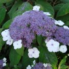 Live plant from US - Blue Bird Lacecap Hydrangea - Starter Plant ( XL )