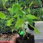 Live plant from US - Blue Bird Lacecap Hydrangea - Starter Plant ( XL )