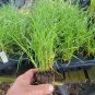 Live plant from US - Little Zebra Dwarf Maiden Grass - Starter Plug ( M )