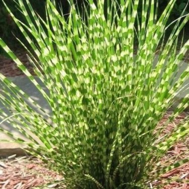 Live plant from US - Little Zebra Dwarf Maiden Grass - Starter Plug ( M )