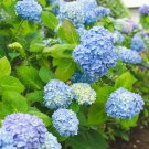 Live plant from US - All Summer Beauty Hydrangea - Starter Plant ( XL )