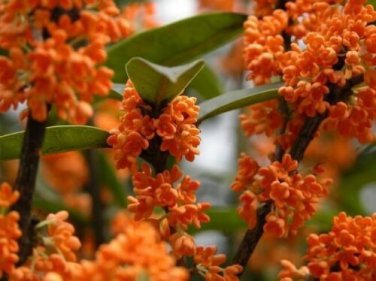 Live plant from US - Orange Flowering Fragrant Tea Olive