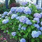 Live plant from US - Nikko Blue Mophead Hydrangea - Starter Plant ( XL )