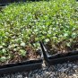 Live plant from US - Palibin Korean Lilac ( syringa ) - Starter Plant ( XL )