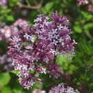 Live plant from US - Palibin Korean Lilac ( syringa ) - Starter Plant ( XL )