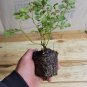 Live plant from US - White Knock Out&Acirc;&reg; Rose - Starter Plant ( XL )