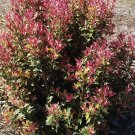 Live plant from US - Party Lights Pink Flush Tea Olive - Starter Plant ( SM )