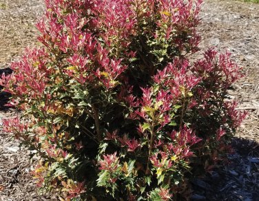 Live plant from US - Party Lights Pink Flush Tea Olive - Starter Plant ( SM )