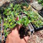 Live plant from US - Party Lights Pink Flush Tea Olive - Starter Plant ( SM )