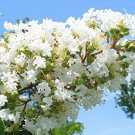 Live plant from US - Natchez White Crape Myrtle Tree - Starter Plant ( 4in )