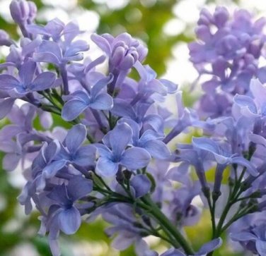Live plant from US - President Grevy Blue French Lilac - Starter Plugs ( XL )