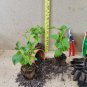 Live plant from US - President Grevy Blue French Lilac - Starter Plugs ( XL )