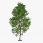 5 Hybrid Poplar Tree Cuttings - Fast Growing Trees - ship to worldwide